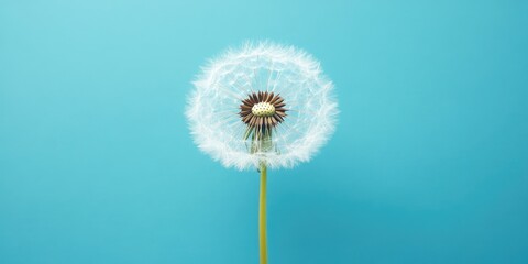 dandelion against a blue background