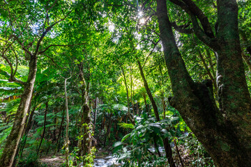 The natural background of the road surrounded by nature, big trees, waterfalls from high mountains and clear sky throughout the adventure journey.