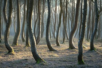A mystical forest with twisted trees and a soft, ethereal glow, creates a surreal and enchanting...