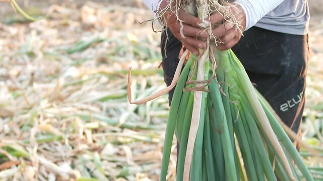 농부가 밭에서 파를 수확하는 모습