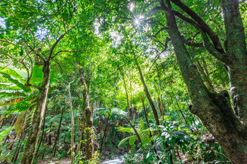 The natural background of the road surrounded by nature, big trees, waterfalls from high mountains and clear sky throughout the adventure journey.