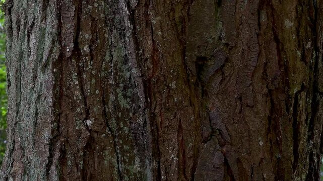 Close up of textured brown bark tree trunk