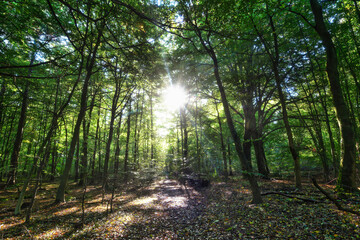 Wald, Baum, Forest, Sonne, Herbst Shinrin Yoku, Tree, Herbst, Autumn, Waldbaden, green, landschaft, holz, herbst, blatt, pfad, gehen, laub, natur, way, baum, sonnenlicht, dschungel,