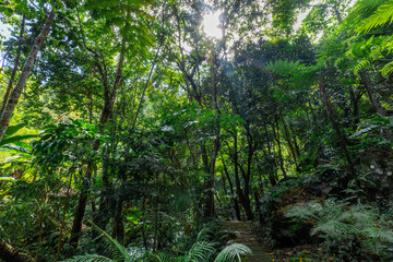 The natural background of the road surrounded by nature, big trees, waterfalls from high mountains and clear sky throughout the adventure journey.