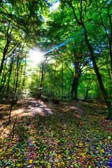 Wald, Baum, Forest, Sonne, Herbst Shinrin Yoku, Tree, Herbst, Autumn, Waldbaden, green, landschaft,...