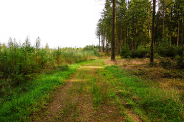Moody forest fog moss. October morning in Scandinavian forest.