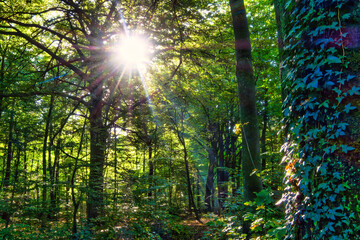 Wald, Baum, Forest, Sonne, Herbst Shinrin Yoku, Tree, Herbst, Autumn, Waldbaden, green, landschaft, holz, herbst, blatt, pfad, gehen, laub, natur, way, baum, sonnenlicht, dschungel,