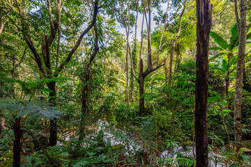 The natural background of the road surrounded by nature, big trees, waterfalls from high mountains and clear sky throughout the adventure journey.
