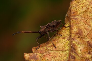 Brown bug on a dry leaf close-up