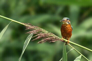Kingfisher perched on a reed in a green natural setting.