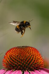 Bumblebee in flight above a vibrant coneflower.