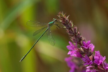 Green dragonfly on purple flower