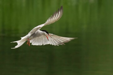 White bird in flight with green background