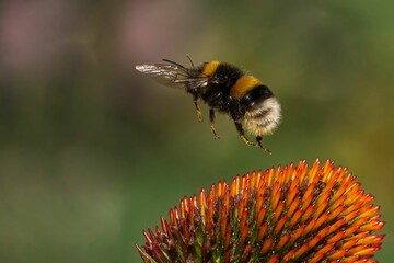 Bumblebee in flight approaching a vibrant flower