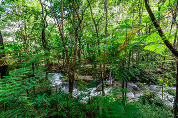The natural background of the road surrounded by nature, big trees, waterfalls from high mountains and clear sky throughout the adventure journey.