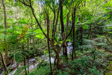 Obraz premium The natural background of the road surrounded by nature, big trees, waterfalls from high mountains and clear sky throughout the adventure journey.