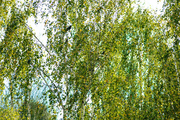 A close-up view of dense green birch trees with white bark surrounded by rich foliage with a tinge of early autumn yellow. Birds are visible. Lush leaves fill the frame, creating a lively, natural 