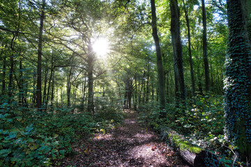 Wald, Baum, Forest, Sonne, Herbst Shinrin Yoku, Tree, Herbst, Autumn, Waldbaden, green, landschaft, holz, herbst, blatt, pfad, gehen, laub, natur, way, baum, sonnenlicht, dschungel,