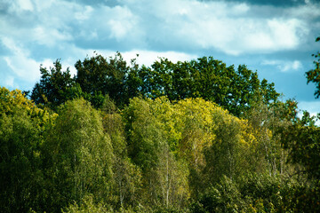 A view of lush green trees with leafy branches reaching up against a bright, partly cloudy sky. Natural light highlights the vibrant greenery, creating a fresh and peaceful atmosphere.