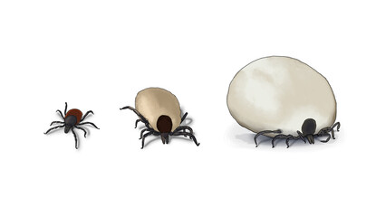 Hand-drawn, digital illustration of a tick in three different stages on a white background