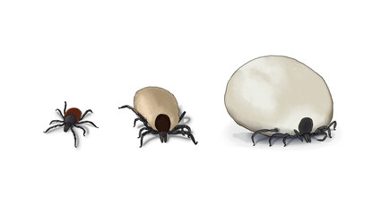 Hand-drawn, digital illustration of a tick in three different stages on a transparent background