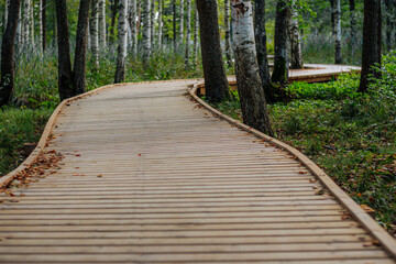 A peaceful wooden boardwalk winds through a dense forest covered in scattered autumn leaves. Surrounded by trees and greenery, this peaceful trail invites exploration and tranquility in nature.