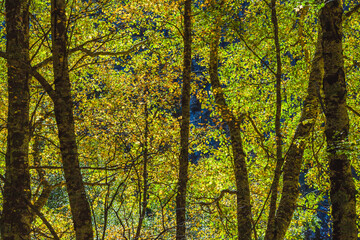 a mesmerizing scene of trees in a forest, with sunlight filtering through the bright green and yellow leaves, creating a radiant and lively atmosphere