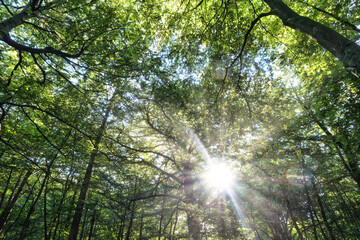 Wald, Baum, Forest, Sonne, Herbst Shinrin Yoku, Tree, Herbst, Autumn, Waldbaden, green, landschaft, holz, herbst, blatt, pfad, gehen, laub, natur, way, baum, sonnenlicht, dschungel,