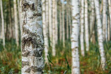 This is a beautiful photo of a birch forest with the trees characteristic white bark creating a calming, repeating pattern. The soft focus effect in the foreground.