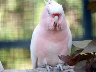 Major Mitchell's Cockatoo is the only Australian cockatoo that is salmon-pink below and white above.