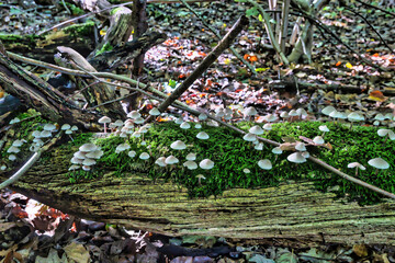 Wald, Baum, Forest, Sonne, Herbst Shinrin Yoku, Tree, Herbst, Autumn, Waldbaden, green, landschaft, holz, herbst, blatt, pfad, gehen, laub, natur, way, baum, sonnenlicht, dschungel,