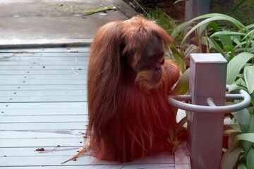 Orangutans are the largest arboreal mammal, spending most of their time in trees. Long, powerful arms and grasping hands and feet allow them to move through the branches.