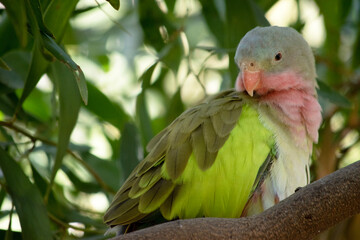 the princess Alexandra parrot has a pink neck and a light blue head and green wings