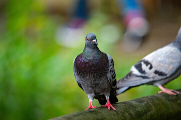 Nahaufnahme einer Taube (Columba livia domestica)