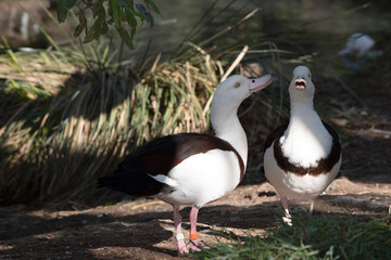 The Radjah Shelduck is white with a chestnut band across its chest.