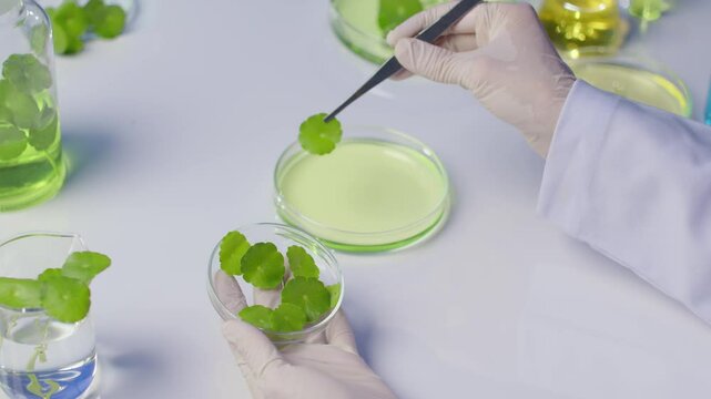 Scene of a professional scientists pick up one by one centella leaf, put into a glass petri dish of green liquid placed on white lab table with variety other experiment instrument