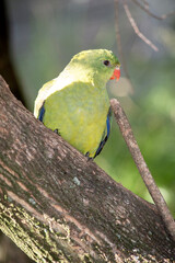 The female regent parrot is all light green. It has yellow shoulder patches and a narrow red band crosses the centre of the wings and yellow underwings