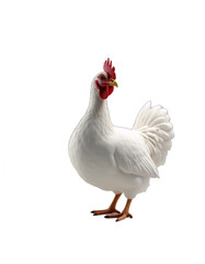 Fototapeta premium animal portrait on transparent background. Generative ai.