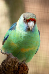 the ringneck parrot has a red line above its nose, a black forehead, and a green chest