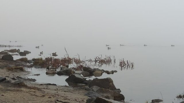 Human Feeding Wild Ducks Nature Birds Swim in Pond Fog reflected in water. White background natural phenomena low fog over river early morning gray sky Duck swim in frozen lake Wild animals winter