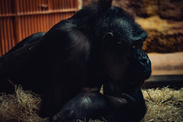 Nachdenklicher Gorilla