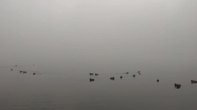 Human Feeding Wild Ducks Nature Birds Swim in Pond Fog reflected in water. White background natural phenomena low fog over river early morning gray sky Duck swim in frozen lake Wild animals winter