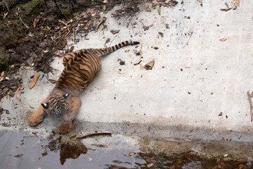 Tiger cubs are born with all their stripes and drink their mother's milk until they are six months old and then only eat meat.