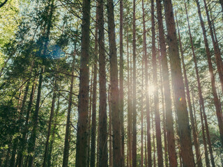 太陽光が差し込む森林の風景　環境