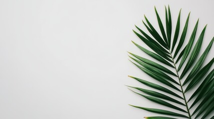 A fresh green palm leaf against a clean white background, symbolizing nature and tranquility in modern design.