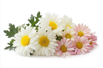 Obraz premium 菊