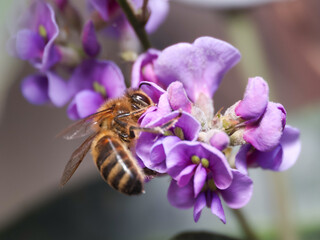 honey bee on purple hardenbergia flower