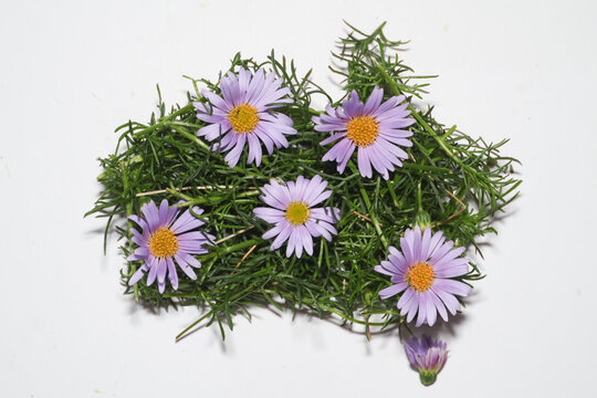 map of australia made with brachyscome daisies on a white background