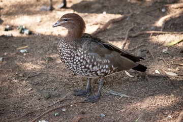 The females have a paler head with two white stripes, above and below the eye, a speckled breast and flanks, with a white lower belly and undertail
