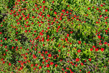 photo of red berries and green leaves and grass, photo completely covered with uniform image of berries growing in wild nature, background with berries